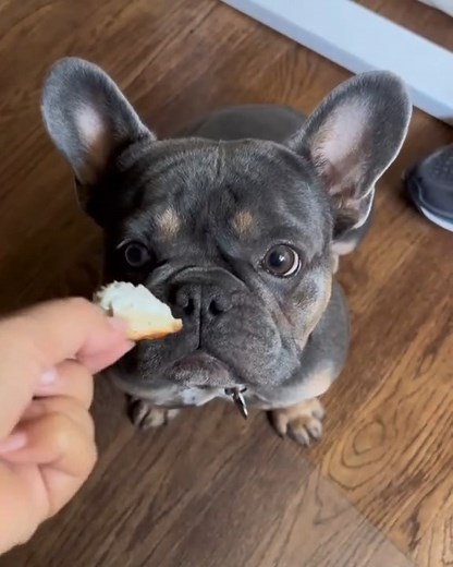 ASMR for your friday!! have a great weekend friends #FrenchieLove #FrenchieSquad #FrenchieNation #FrenchieVibes #SassyFrenchie #FrenchieReel | Mary D. Delong