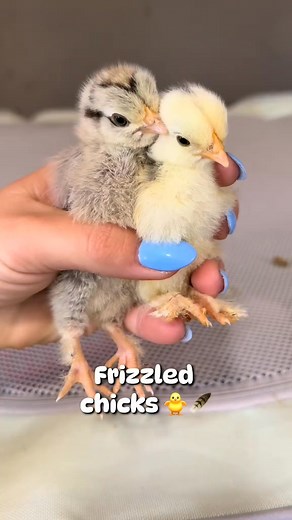 Quail brooder clean out! 🐥✨ #brooder #chicks #chickensoftiktok #chickens #vevor #fyp | simply chickens official
