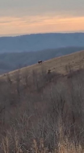 Montana c. 2025 #viral #fyp #viralvideo #fantasy #griffin