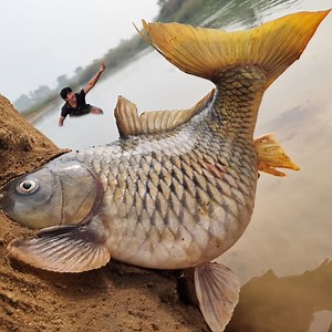 Wow really amazing beautiful village river sand hill hole underground found big stuck golden carp fish #fishing #video | Fisherman Animal Lover-Original