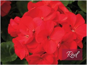 Red Geranium Maverick Seeds: 4-5" Blooms for Pots, Baskets, Garden - Etsy