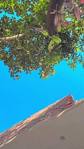 165K views · 42K reactions | ye raja baara gham lagata 藍 | Jha Kishori | Facebook