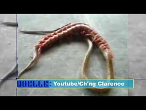 Die 5 ungewöhnlichsten Tierangriffe im Netz