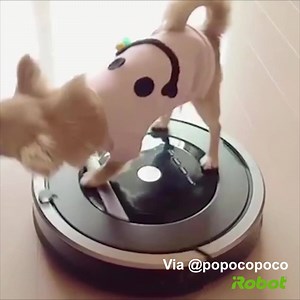 Roomba® Robot Vacuum y @Popocopoco nos comparten el momento #iRobot del mes. #YoQuieroUno #Impecable | iRobot
