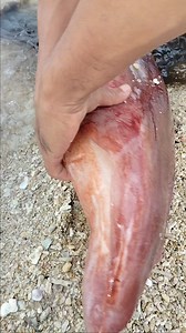 1.5M views · 5.1K reactions | FRESH GIANT SQUID LOADED #highlightsシ゚ #seafood #kaFamous #BuriasIslandMasbate | Ka Famous | Facebook