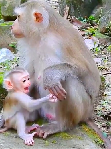 Cute monkey Jacee look so alert beautiful #babymonkeycry #monkey #monkeybaby #rescuemonkey #newbornbaby #momkeybaby | Model Monkey