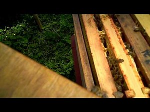 Morris Board Experiment