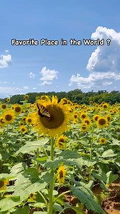 34 reactions | It’s time to prepare the field for Sunflowers   ...