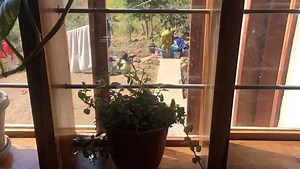 6.2K views · 450 reactions | My wife has just surprised me!!!! If you are doubting what you are seeing call 0973018391 for confirmation We have potted herbs too | Radical Farmer - Organic Farm7 | Facebook