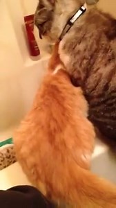 592 reactions · 14 shares | Mama is home! Time to drink out of the faucet! #Spangles | Spangles the Cross Eyed Kitty | Facebook