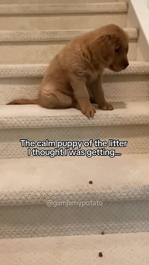 Just curious—does anyone actually have a calm red golden? #redgoldenretriever #fieldgolden#goldenretrievers#pets#pup#funnydogs#crazydogs#calmdog#dogsoftiktok #pet #funnydogs #funny #cutedogs #goldenretriever #sideeye #sassy #sassydog #dogcomedy | Mia Barnes