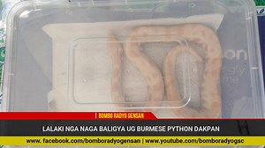1.8K views · 27 reactions | LALAKI NGA NAGA BALIGYA UG BURMESE PYTHON, DAKPAN #BomboRadyoGensan #BastaRadyoBOMBO | Bombo Radyo Gensan | Facebook