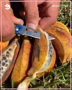 431K views · 1.6K reactions | Would you try these exotic fruits? by MiamiFruit | 9GAG Vibes | Facebook