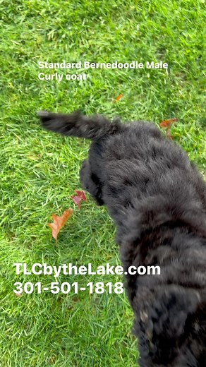 Standard Bernedoodle Male Adult size 70-75 lbs. Health Tested Parents. TLCbytheLake.com. 301-501-1818 | TLC by the Lake Poodles and Doodles | Facebook