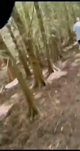 2.4K views · 30 reactions | Un retour sur notre petite randonnée à la grande forêt de Tonga El KALA #laperledulittoral #tongaforet #elkala | ALAJ "La Perle Du Littoral " Tigzirt | Facebook