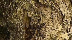 「木の幹のテクスチャー」の動画素材（ロイヤリティフリー）1019854132 | Shutterstock