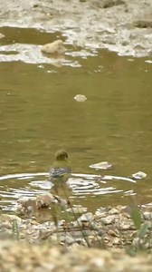 1.2K views · 18 reactions | Bath time! During hot summer weather, it...