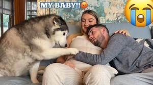 Jealous Husky Gets Angry When I Cuddle My Pregnant Partner! Its Hillarious!..😂💙. #huskylife | Milperthusky