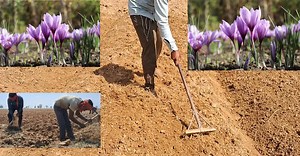 Saffron Cultivation Start in Samboora Pampore. | Respect Kashmir