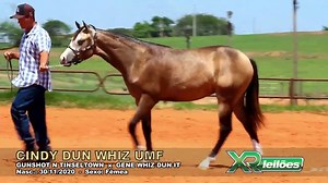 Leilão Online QM Celebration 2021 Lote 8 - CINDY DUN WHIZ UMF Pai: GUNSHOT N TINSELTOWN Mãe: GENE WHIZ DUN IT Avô materno: COUNTRY DUN IT Sexo: Fêmea Raça: Quarto de Milha - P334557 Pelagem: Baio Data de nascimento: 30/11/2020 Nominada ANCR. Tem o olho direito azul. https://xrleiloes.com.br/home/cavalos/leilao/366/lote/6895 | XR Leilões | Facebook