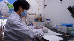 An Apical Resection Model in the Adult Xenopus tropicalis Heart