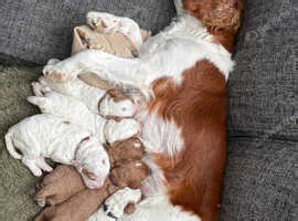 Cavapoo puppies