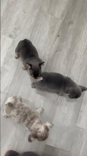 French Bulldogs Rescue