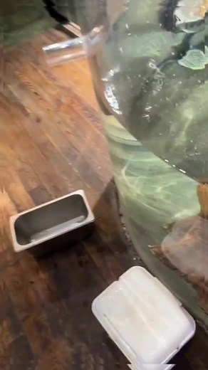 22K views · 285 reactions | #fishtanks #alienfish | Fish Tank | Facebook