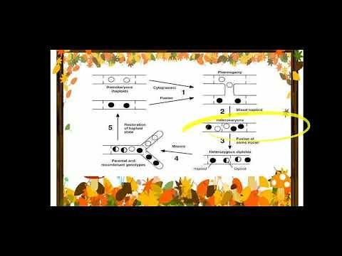 Parasexual cycle in fungi