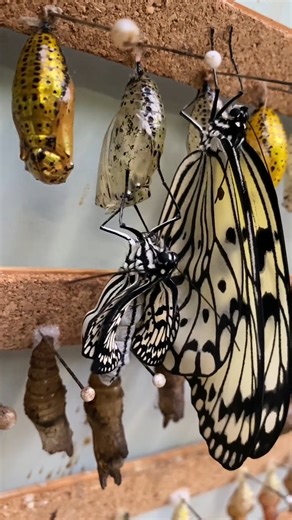 Arrivé le jour de son éclosion, le papillon sécrète des enzymes digestives qui ramollissent l'enveloppe de sa chrysalide. Il sort ensuite ses pattes, sa tête et enfin son corps, prenant tout le temps dont il a besoin. 🦋 Il s'accroche alors à sa chrysalide et gonfle ses moignons d'ailes repliées. Une fois ses ailes gonflées, il les sèche, avant de prendre son premier envol. 💚 | Jardin des Papillons