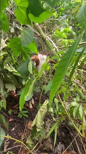 #nature#provincelife#bukidlife#goatfarming#trendingshorts#shortvideo#shortsviral