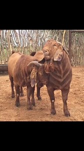 ‼FULL BLOOD KALAHARI RED GOAT STUDS‼#available #instagood #GOAT . LIVESTOCK EXPORTERS SOUTH AFRICA ,We are number one exporters of GOATS ( FULL BLOOD KALAHARI RED GOATS ) On all inquiries on our Premium Quality Livestock, contact; Email: info.livestockexporters@gmail.com Call / Text / Whatsapp : 27 (0) 680 718 656WhatsApp Link:https://wa.me/ 27680718656Thanks and best regards,Friedrich.#kalahari #Boergoat #boergoat #Boergoatofinstagram #fullbloodboergoats #boergoatkids #boergoatvenezuela #boergo
