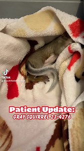 181 reactions · 19 shares | This young Gray Squirrel (23-4276) was...