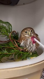 New patient in care: Northern Pygmy Owl with an injured wing. While he waits for xrays he is busy gobbling up rat livers and looking fierce. 🦉 | Wildlife Center of the North Coast