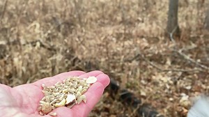 A White-breasted Nuthatch, Tufted Titmice, a female Downy Woodpecker, and a Black-capped Chickadee visit the Hand of Snacks. The Chickadee smartly maneuvers a sunflower seed in their beak to allow room for a peanut as well. | Jocelyn Anderson Photography