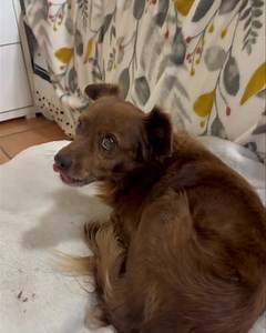 Necesitamos que nuestros perritos se nos adopten! Mateo tiene 4 semanas esperando ser adoptado. Es un perrito bello, cariñoso, maravilloso, sanito. 100% de compañía. Ya está castrado y con sus vacunas al día. Se nos adapta un perrito; entonces podemos rescatar a otro angelito que nos necesite. Si deseas conocerlo o saber más, escríbenos a nuestras redes sociales, o bien envía con un whatssap al teléfono de la fundación 8893-2323 ☎️ #adopcionresponsable #Rescate #adoptanocompres #AdoptarSalvaVida