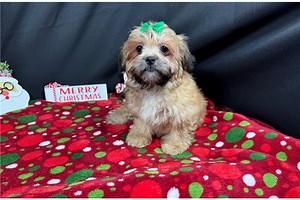 Basil - Peekapoo Puppy 31BBF7