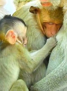 Pity Baby Monkey grab a nut sister take off from milk, sister angry run to cry is don't get milk #bbmonkeys #Cutebabymonkey #Monkeyaction #Monkey #bbmonkeys | Raja Wasim