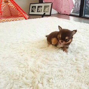 121K views · 2.7K reactions | un mini chihuahua | Animaux Mignons | Facebook