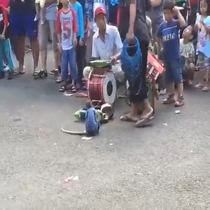 Walking street monkey show - Cute monkey 🐒🏍 | BossBabe Anna
