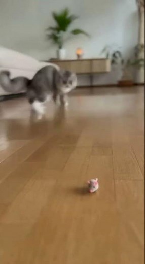 Cat Gets Scared by a Moving Toy Mouse 😹 | Funniest Cat Reaction Ever!”
