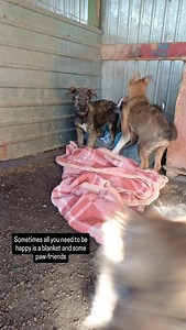 208 reactions · 22 shares | Rescue dogs #ShelterDogs #animalrescue #SantaPaws #savasafehaven | Sava's Safe Haven | Facebook