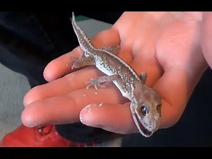 Gecko Guy Update Another Death