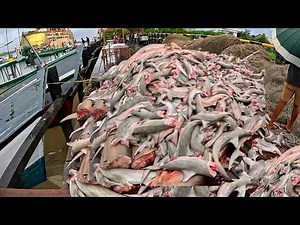 BIGGEST Fish Catch Ever in Guyana