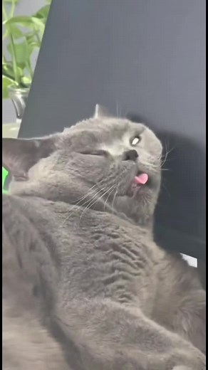 Cats Napping in Unique Yoga Poses for Ultimate Relaxation