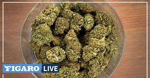 «Le CBD a un bel avenir!»: la Cour de cassation conforte sa légalité, les professionnels satisfaits