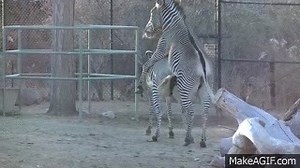 Grevy's Zebras Mating At Denver Zoo on Make a GIF