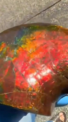 Ammolite 🎵 | Saltshack