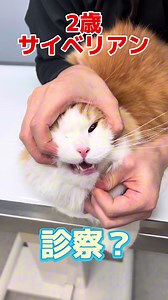 サイベリアン猫の診察とケア