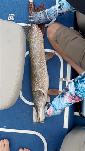 4K views · 51 reactions | Spencer Ross #fishheadassassin #tackle #fishing | Fish Head Assassin | Facebook